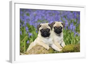 Pug Puppies Standing Together in Bluebells-null-Framed Photographic Print