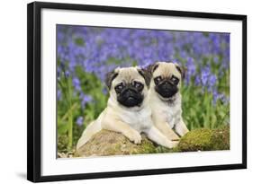 Pug Puppies Standing Together in Bluebells-null-Framed Photographic Print