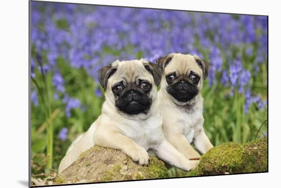 Pug Puppies Standing Together in Bluebells-null-Mounted Photographic Print