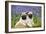 Pug Puppies Standing Together in Bluebells-null-Framed Photographic Print