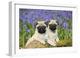 Pug Puppies Standing Together in Bluebells-null-Framed Photographic Print