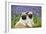 Pug Puppies Standing Together in Bluebells-null-Framed Photographic Print