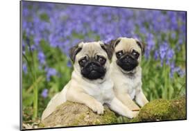 Pug Puppies Standing Together in Bluebells-null-Mounted Photographic Print