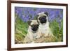 Pug Puppies Standing Together in Bluebells-null-Framed Photographic Print