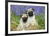 Pug Puppies Standing Together in Bluebells-null-Framed Photographic Print