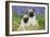 Pug Puppies Standing Together in Bluebells-null-Framed Photographic Print