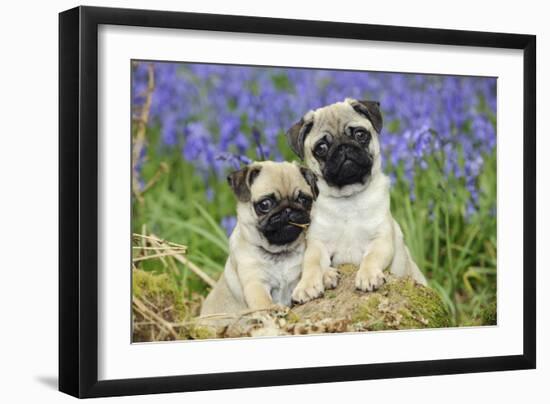 Pug Puppies Standing Together in Bluebells-null-Framed Photographic Print