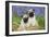 Pug Puppies Standing Together in Bluebells-null-Framed Photographic Print