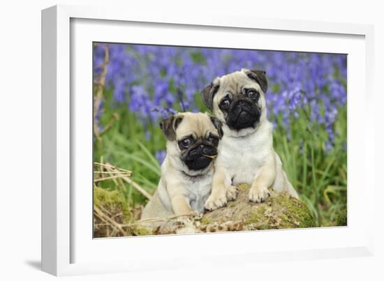 Pug Puppies Standing Together in Bluebells-null-Framed Photographic Print