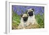 Pug Puppies Standing Together in Bluebells-null-Framed Photographic Print