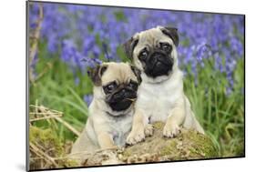 Pug Puppies Standing Together in Bluebells-null-Mounted Photographic Print