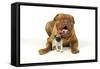 Pug Puppy (5 Wks Old) with Dogue De Bordeaux-null-Framed Stretched Canvas