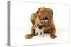 Pug Puppy (5 Wks Old) with Dogue De Bordeaux-null-Stretched Canvas