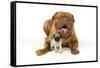 Pug Puppy (5 Wks Old) with Dogue De Bordeaux-null-Framed Stretched Canvas