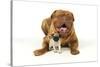 Pug Puppy (5 Wks Old) with Dogue De Bordeaux-null-Stretched Canvas