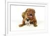 Pug Puppy (5 Wks Old) with Dogue De Bordeaux-null-Framed Photographic Print
