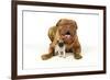 Pug Puppy (5 Wks Old) with Dogue De Bordeaux-null-Framed Photographic Print