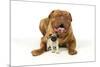 Pug Puppy (5 Wks Old) with Dogue De Bordeaux-null-Mounted Photographic Print