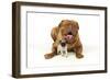 Pug Puppy (5 Wks Old) with Dogue De Bordeaux-null-Framed Photographic Print