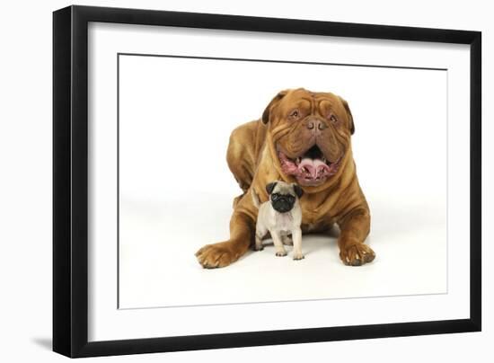 Pug Puppy (5 Wks Old) with Dogue De Bordeaux-null-Framed Photographic Print