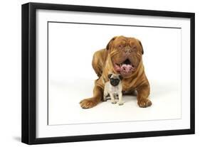 Pug Puppy (5 Wks Old) with Dogue De Bordeaux-null-Framed Photographic Print