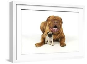 Pug Puppy (5 Wks Old) with Dogue De Bordeaux-null-Framed Photographic Print