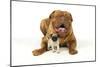 Pug Puppy (5 Wks Old) with Dogue De Bordeaux-null-Mounted Photographic Print