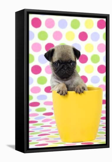 Pug Puppy (6 Wks Old) in a Yellow Pot-null-Framed Stretched Canvas