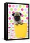 Pug Puppy (6 Wks Old) in a Yellow Pot-null-Framed Stretched Canvas