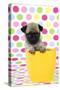Pug Puppy (6 Wks Old) in a Yellow Pot-null-Stretched Canvas