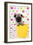 Pug Puppy (6 Wks Old) in a Yellow Pot-null-Framed Premium Photographic Print