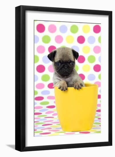 Pug Puppy (6 Wks Old) in a Yellow Pot-null-Framed Premium Photographic Print