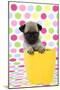 Pug Puppy (6 Wks Old) in a Yellow Pot-null-Mounted Premium Photographic Print