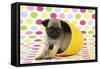 Pug Puppy (6 Wks Old) in a Yellow Pot-null-Framed Stretched Canvas