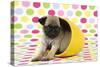 Pug Puppy (6 Wks Old) in a Yellow Pot-null-Stretched Canvas