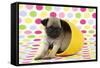 Pug Puppy (6 Wks Old) in a Yellow Pot-null-Framed Stretched Canvas