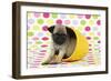 Pug Puppy (6 Wks Old) in a Yellow Pot-null-Framed Photographic Print