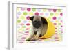 Pug Puppy (6 Wks Old) in a Yellow Pot-null-Framed Photographic Print