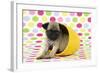 Pug Puppy (6 Wks Old) in a Yellow Pot-null-Framed Photographic Print