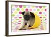 Pug Puppy (6 Wks Old) in a Yellow Pot-null-Framed Photographic Print