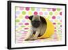 Pug Puppy (6 Wks Old) in a Yellow Pot-null-Framed Photographic Print