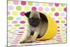 Pug Puppy (6 Wks Old) in a Yellow Pot-null-Mounted Photographic Print