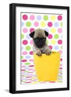 Pug Puppy (6 Wks Old) in a Yellow Pot-null-Framed Photographic Print