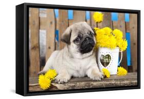 Pug Puppy And Spring Dandelions Flowers-Lilun-Framed Stretched Canvas