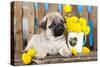 Pug Puppy And Spring Dandelions Flowers-Lilun-Stretched Canvas