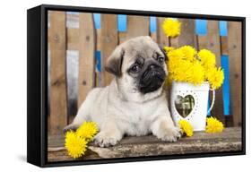 Pug Puppy And Spring Dandelions Flowers-Lilun-Framed Stretched Canvas