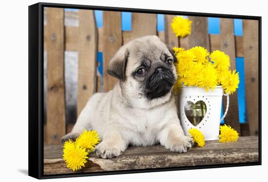 Pug Puppy And Spring Dandelions Flowers-Lilun-Framed Stretched Canvas