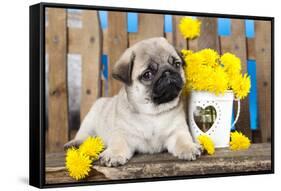 Pug Puppy And Spring Dandelions Flowers-Lilun-Framed Stretched Canvas