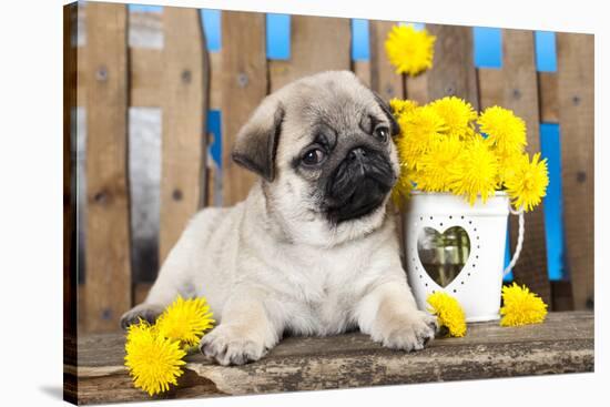 Pug Puppy And Spring Dandelions Flowers-Lilun-Stretched Canvas