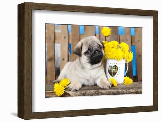 Pug Puppy And Spring Dandelions Flowers-Lilun-Framed Photographic Print